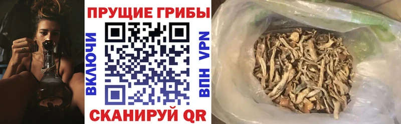 kraken ONION  Шенкурск  Галлюциногенные грибы Cubensis  купить наркотики сайты 